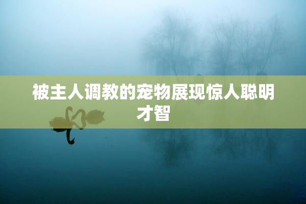 被主人调教的宠物展现惊人聪明才智