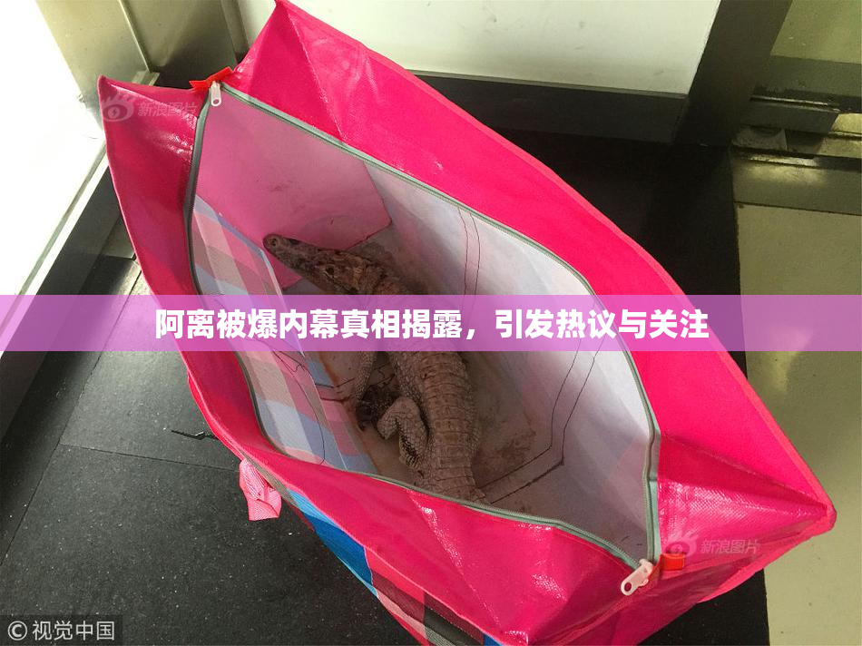 阿离被爆内幕真相揭露，引发热议与关注
