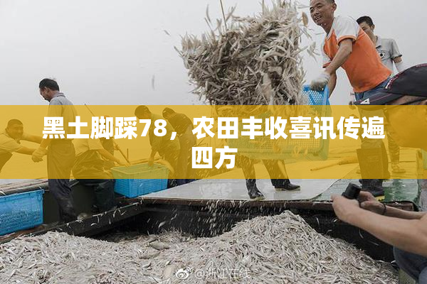 黑土脚踩78，农田丰收喜讯传遍四方