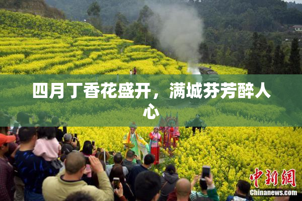 四月丁香花盛开，满城芬芳醉人心