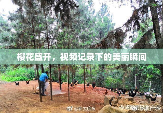樱花盛开，视频记录下的美丽瞬间