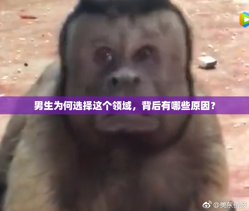 男生为何选择这个领域，背后有哪些原因？