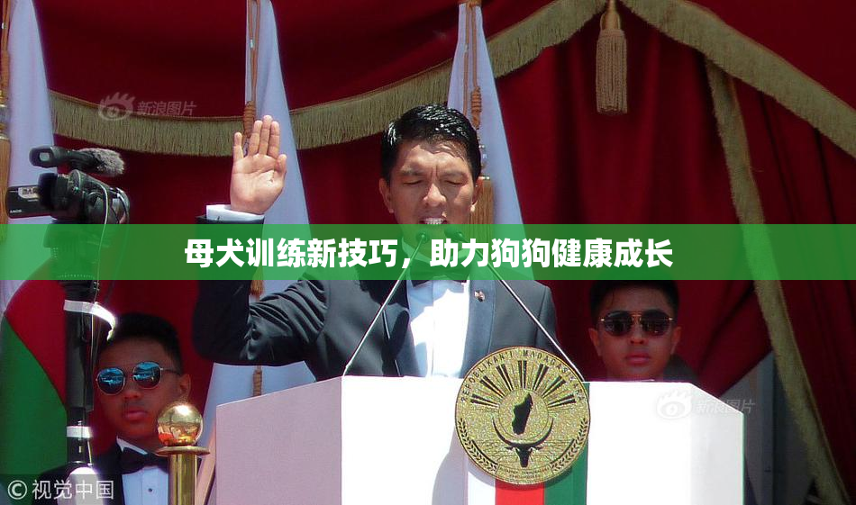 母犬训练新技巧，助力狗狗健康成长