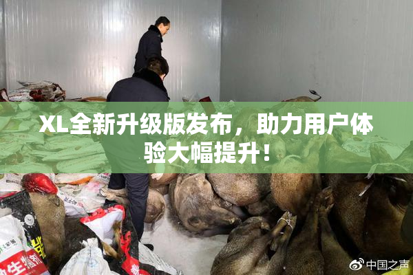 XL全新升级版发布，助力用户体验大幅提升！