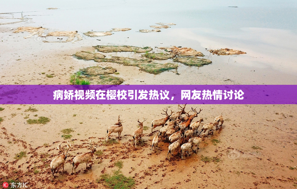 病娇视频在樱校引发热议，网友热情讨论