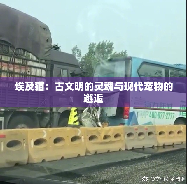 埃及猫：古文明的灵魂与现代宠物的邂逅