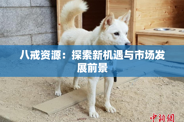 八戒资源：探索新机遇与市场发展前景