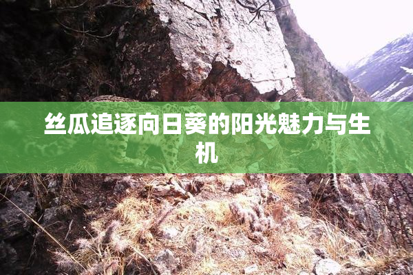 丝瓜追逐向日葵的阳光魅力与生机