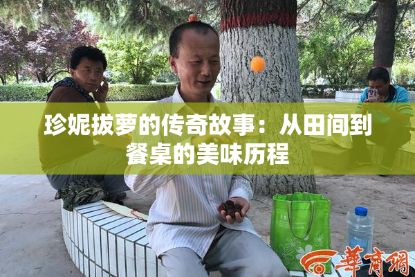 珍妮拔萝的传奇故事：从田间到餐桌的美味历程