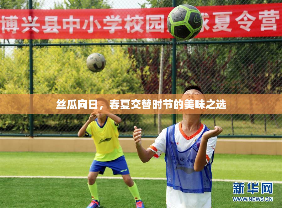 丝瓜向日，春夏交替时节的美味之选