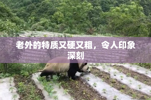 老外的特质又硬又粗，令人印象深刻