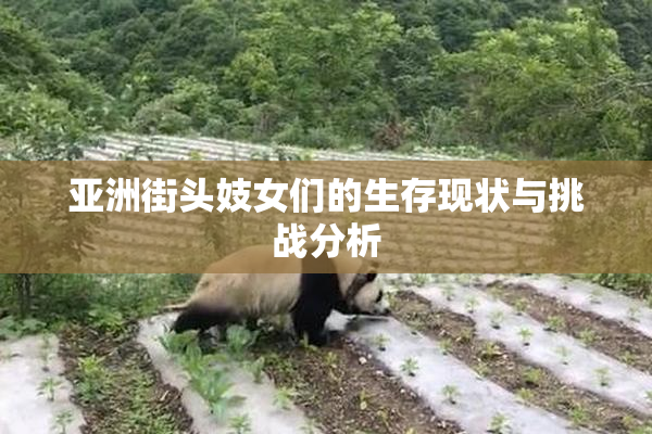 亚洲街头妓女们的生存现状与挑战分析