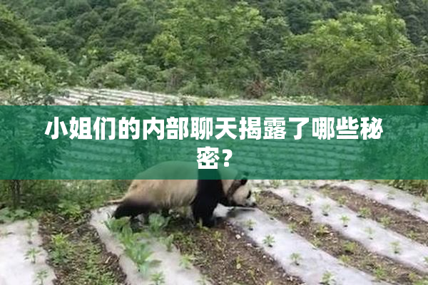 小姐们的内部聊天揭露了哪些秘密？