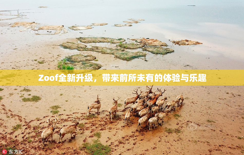 Zoof全新升级，带来前所未有的体验与乐趣