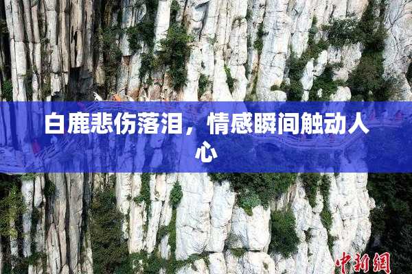 白鹿悲伤落泪，情感瞬间触动人心
