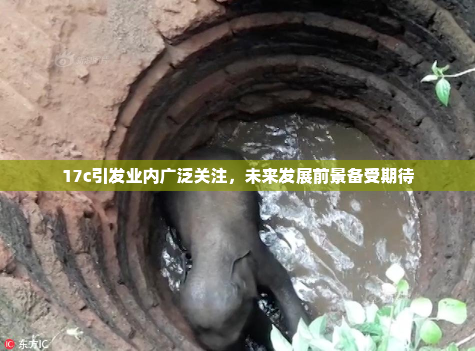 17c引发业内广泛关注，未来发展前景备受期待