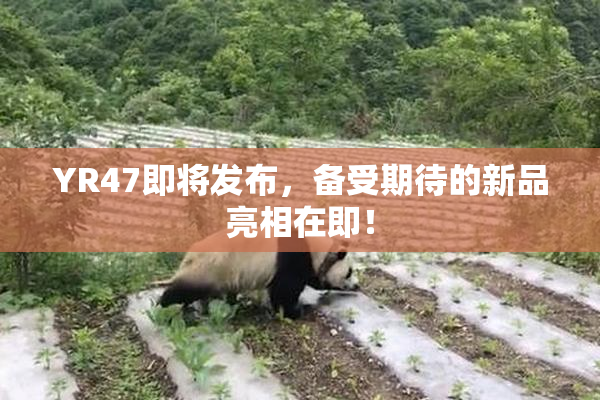 YR47即将发布，备受期待的新品亮相在即！