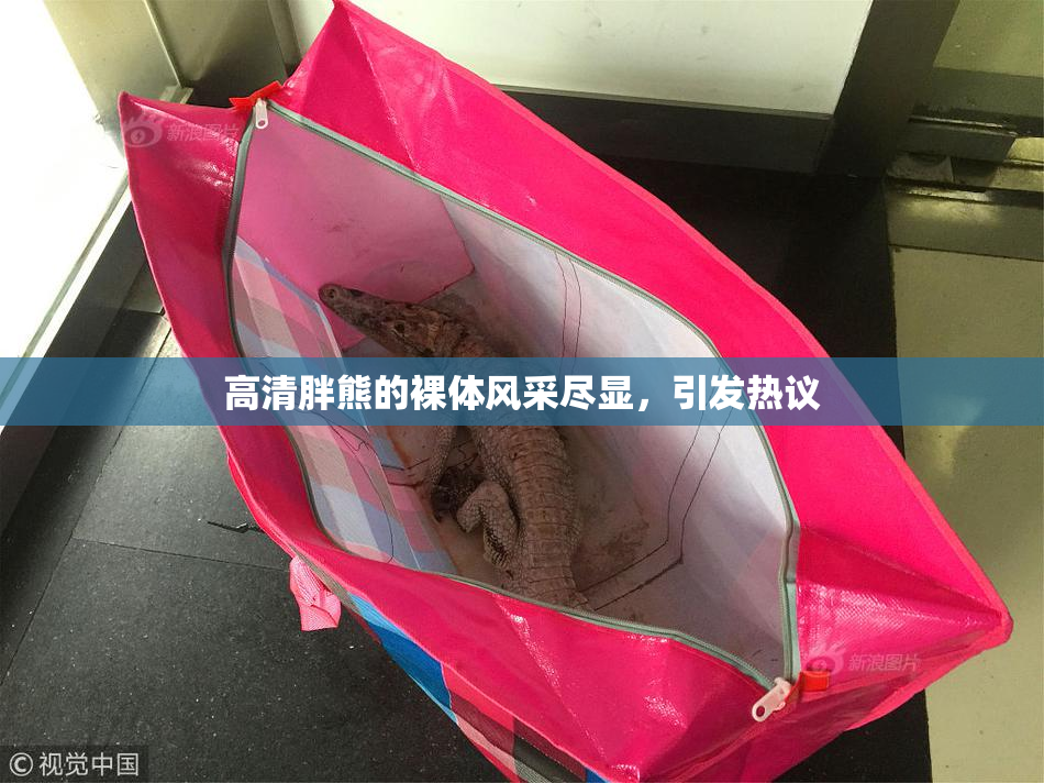 高清胖熊的裸体风采尽显，引发热议