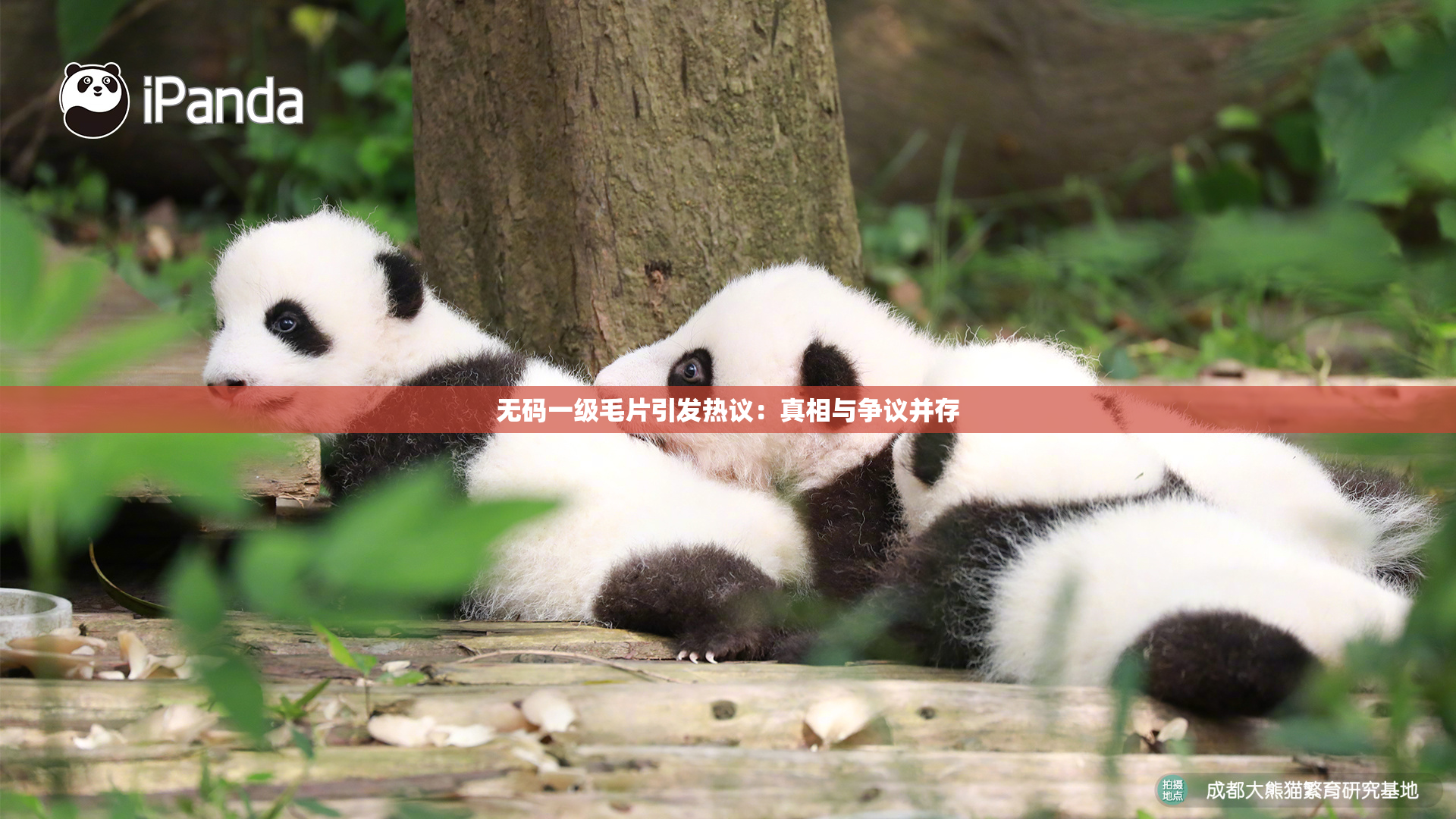 无码一级毛片引发热议：真相与争议并存