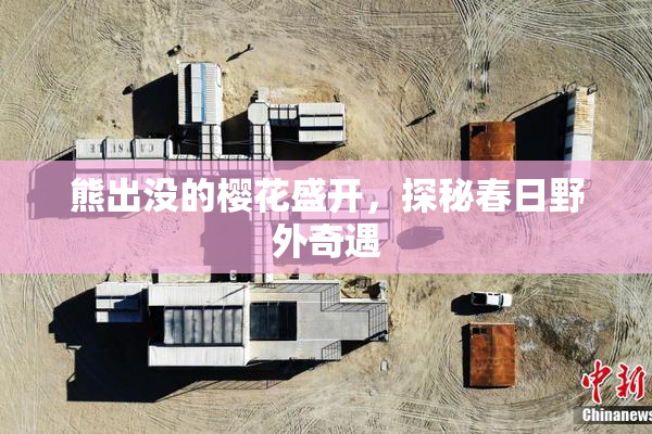 熊出没的樱花盛开，探秘春日野外奇遇