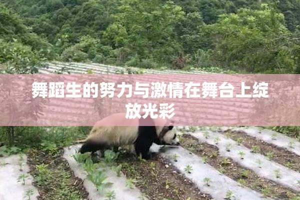 舞蹈生的努力与激情在舞台上绽放光彩