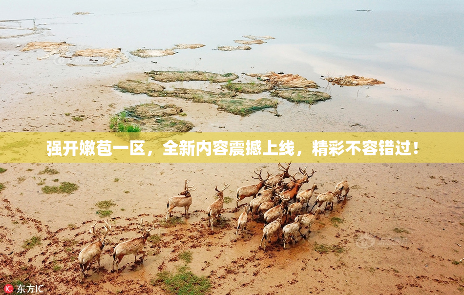 强开嫩苞一区，全新内容震撼上线，精彩不容错过！