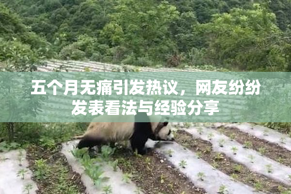 五个月无痛引发热议，网友纷纷发表看法与经验分享