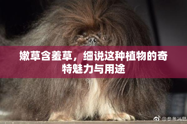 嫩草含羞草，细说这种植物的奇特魅力与用途