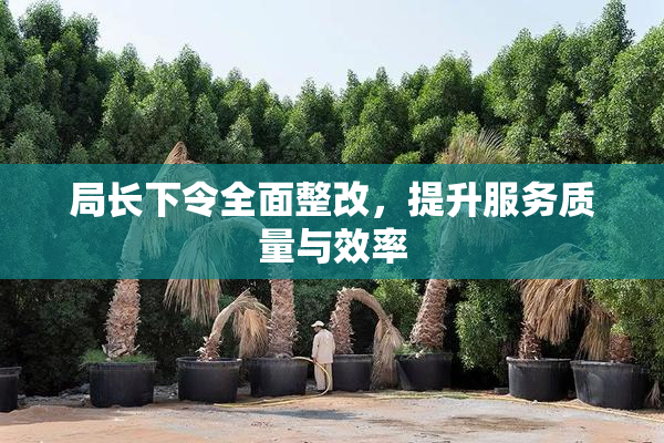 局长下令全面整改，提升服务质量与效率