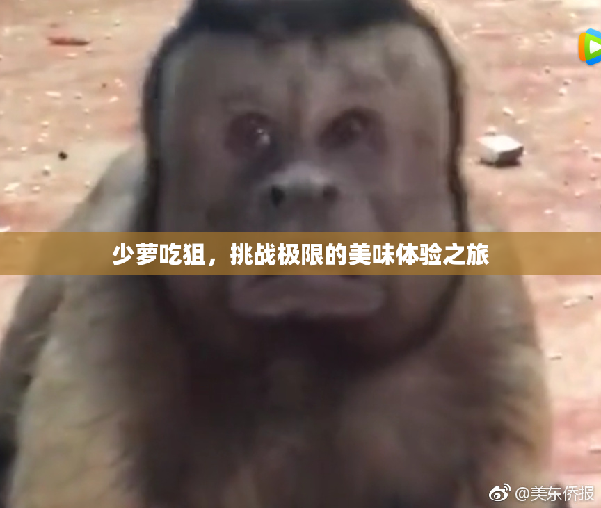 少萝吃狙，挑战极限的美味体验之旅