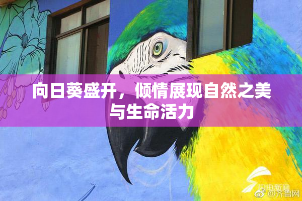 向日葵盛开，倾情展现自然之美与生命活力