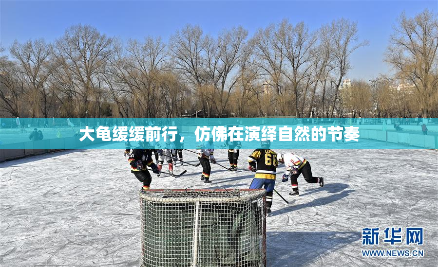大龟缓缓前行，仿佛在演绎自然的节奏