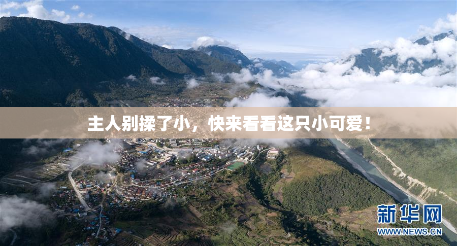 主人别揉了小，快来看看这只小可爱！
