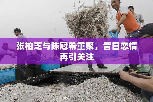 张柏芝与陈冠希重聚，昔日恋情再引关注