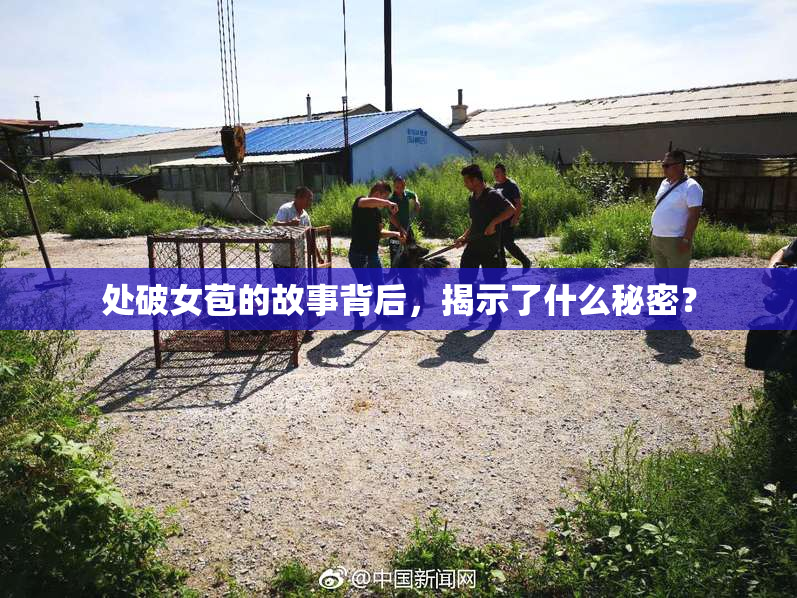 处破女苞的故事背后，揭示了什么秘密？