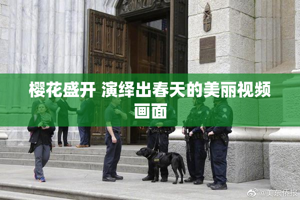 樱花盛开 演绎出春天的美丽视频画面