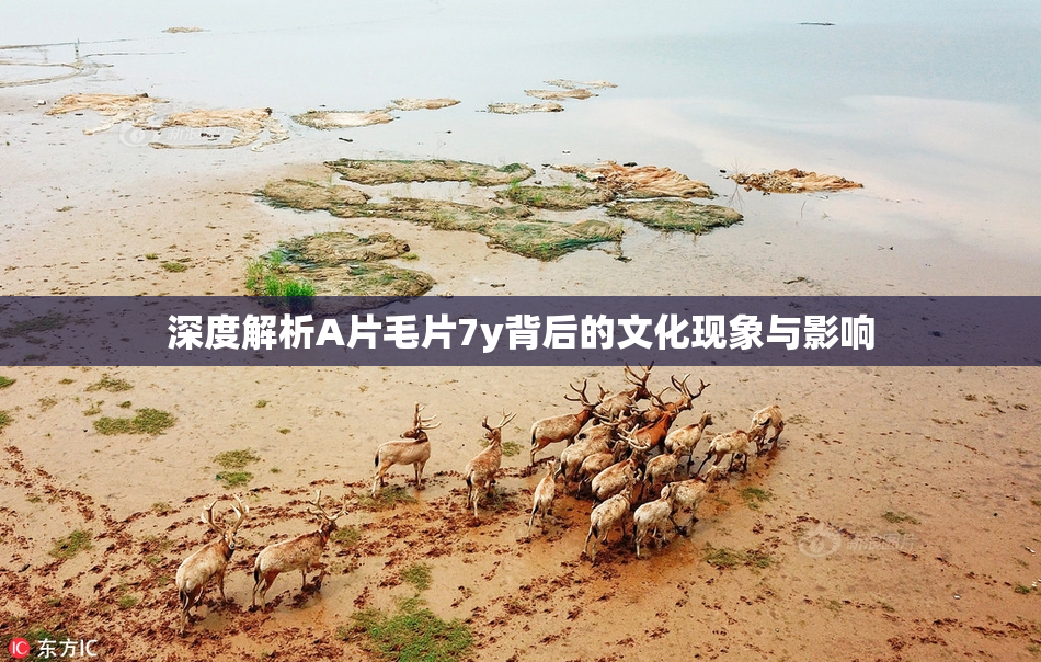 深度解析A片毛片7y背后的文化现象与影响