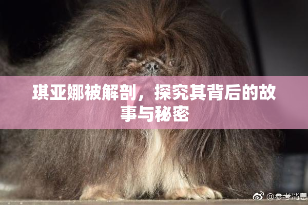 琪亚娜被解剖，探究其背后的故事与秘密