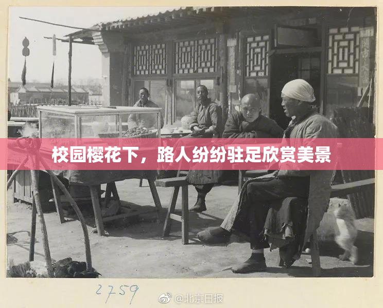 校园樱花下，路人纷纷驻足欣赏美景