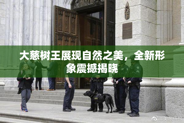 大慈树王展现自然之美，全新形象震撼揭晓