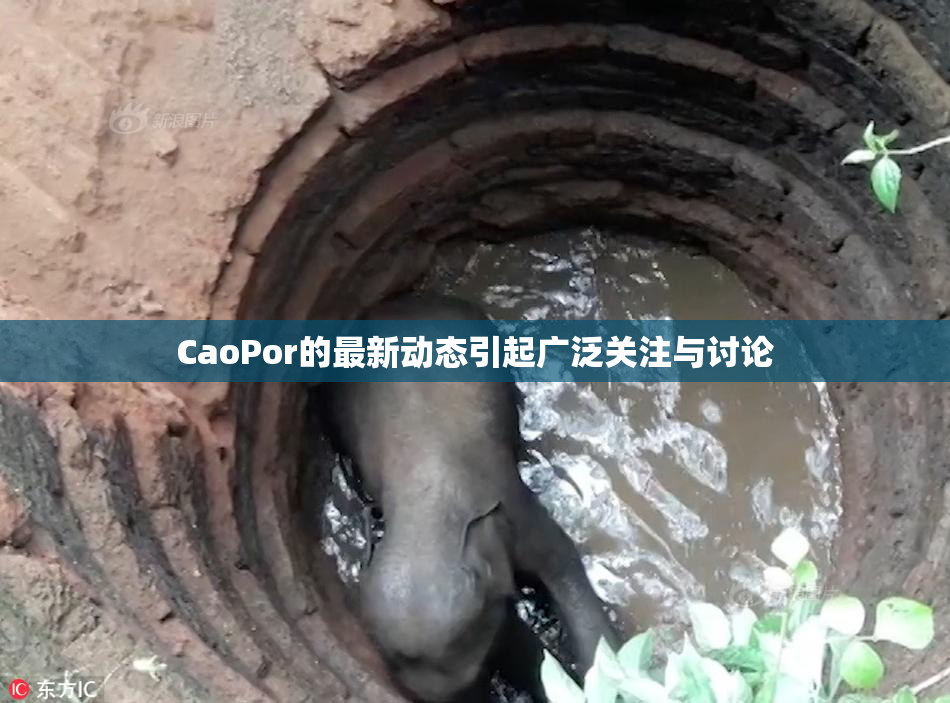CaoPor的最新动态引起广泛关注与讨论