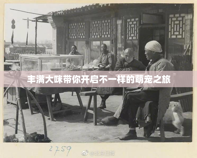 丰满大咪带你开启不一样的萌宠之旅