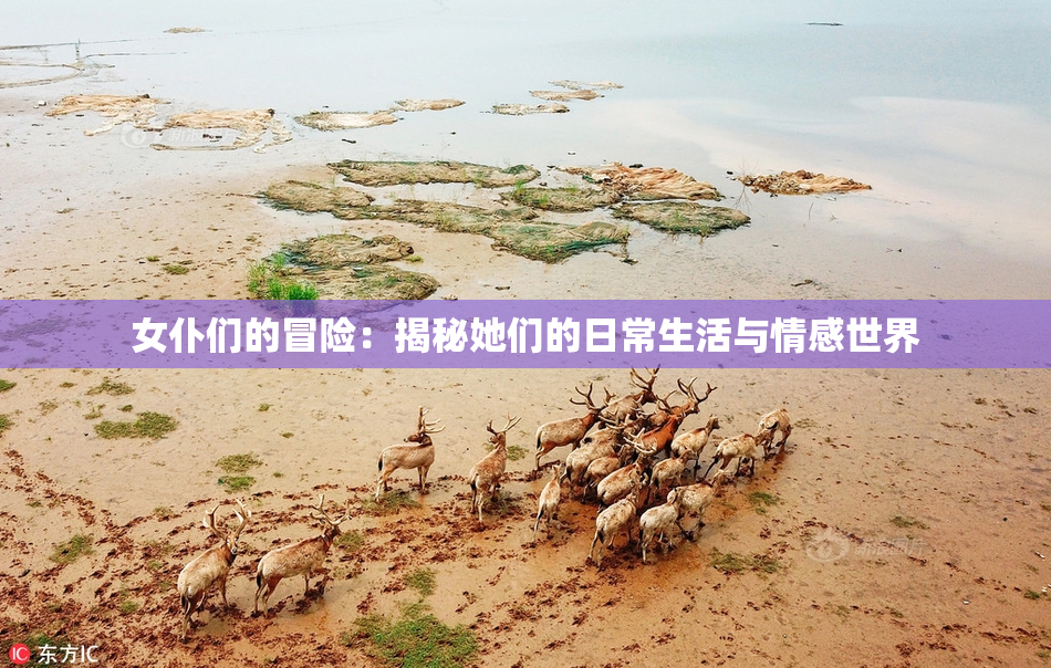 女仆们的冒险：揭秘她们的日常生活与情感世界