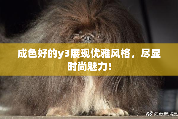 成色好的y3展现优雅风格，尽显时尚魅力！