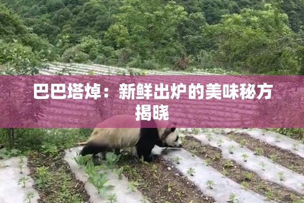 巴巴塔焯：新鲜出炉的美味秘方揭晓