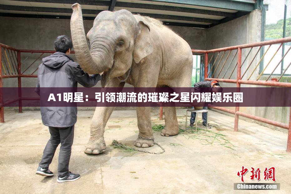 A1明星：引领潮流的璀璨之星闪耀娱乐圈