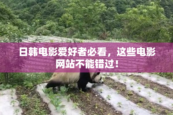 日韩电影爱好者必看，这些电影网站不能错过！