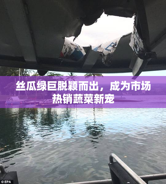丝瓜绿巨脱颖而出，成为市场热销蔬菜新宠