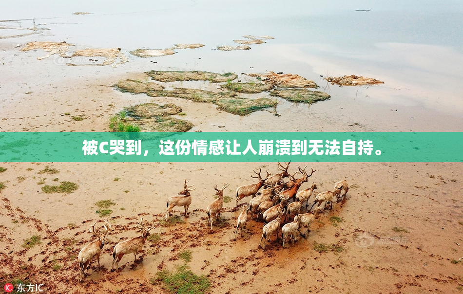 被C哭到，这份情感让人崩溃到无法自持。