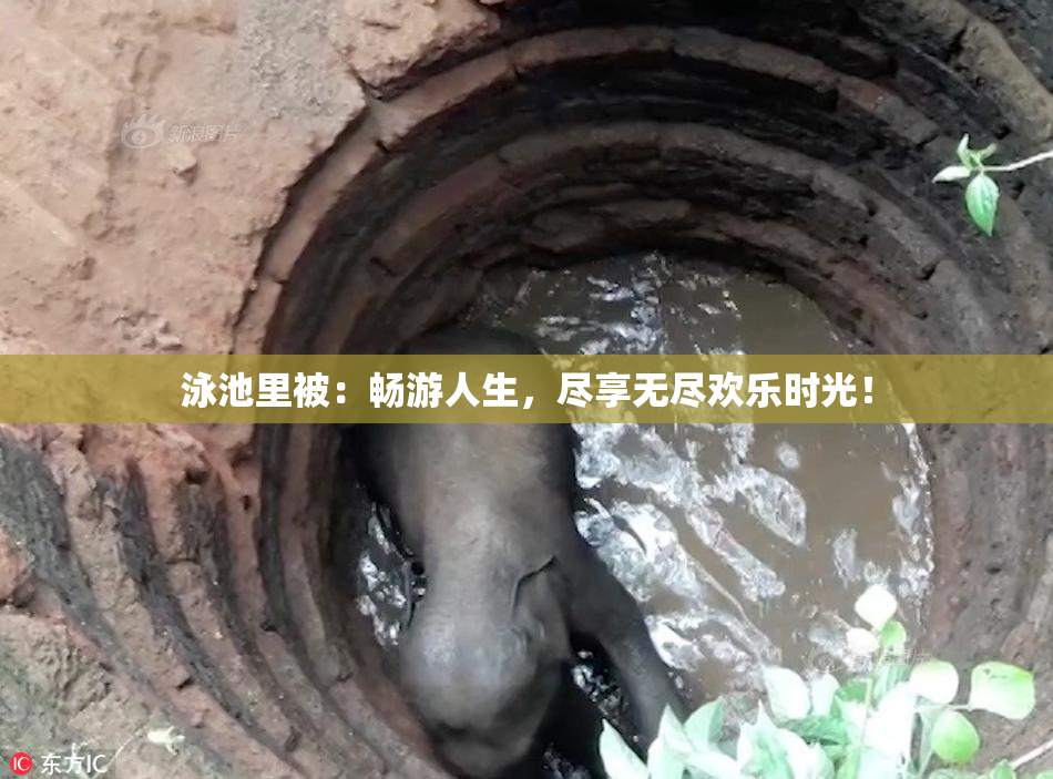 泳池里被：畅游人生，尽享无尽欢乐时光！